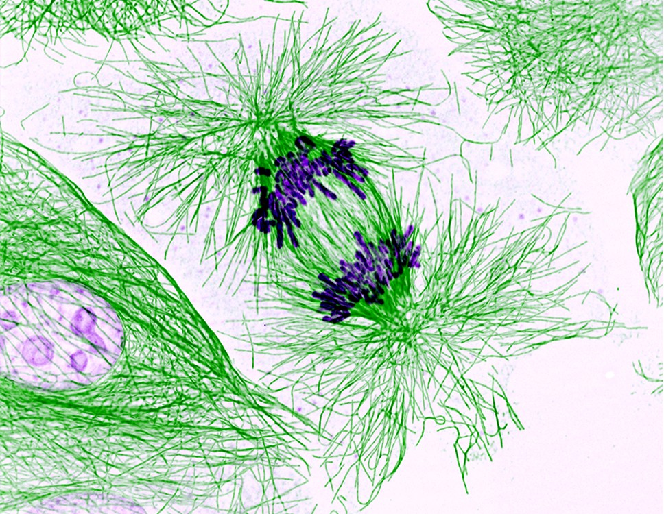 nih-dividing-cells.jpg