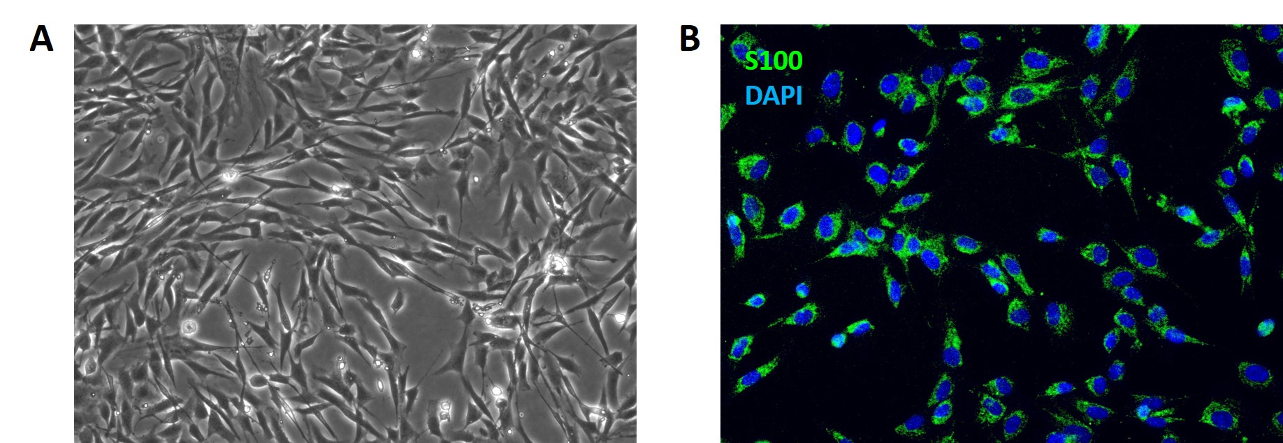 Human Schwann Cells-1.jpg
