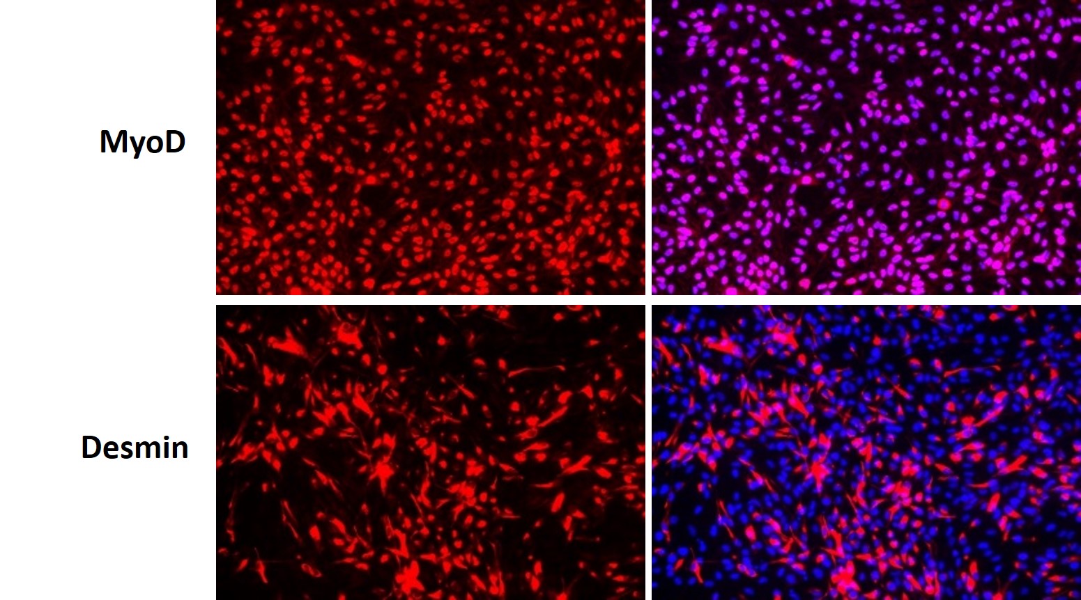 iPSC-myoblasts_Fig_1.jpg