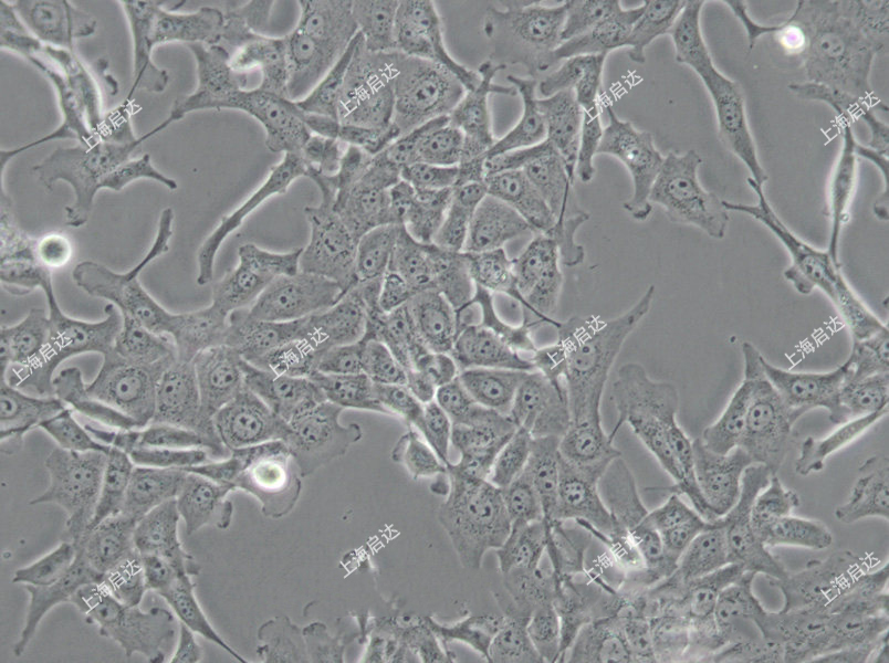 MDBK牛肾细胞