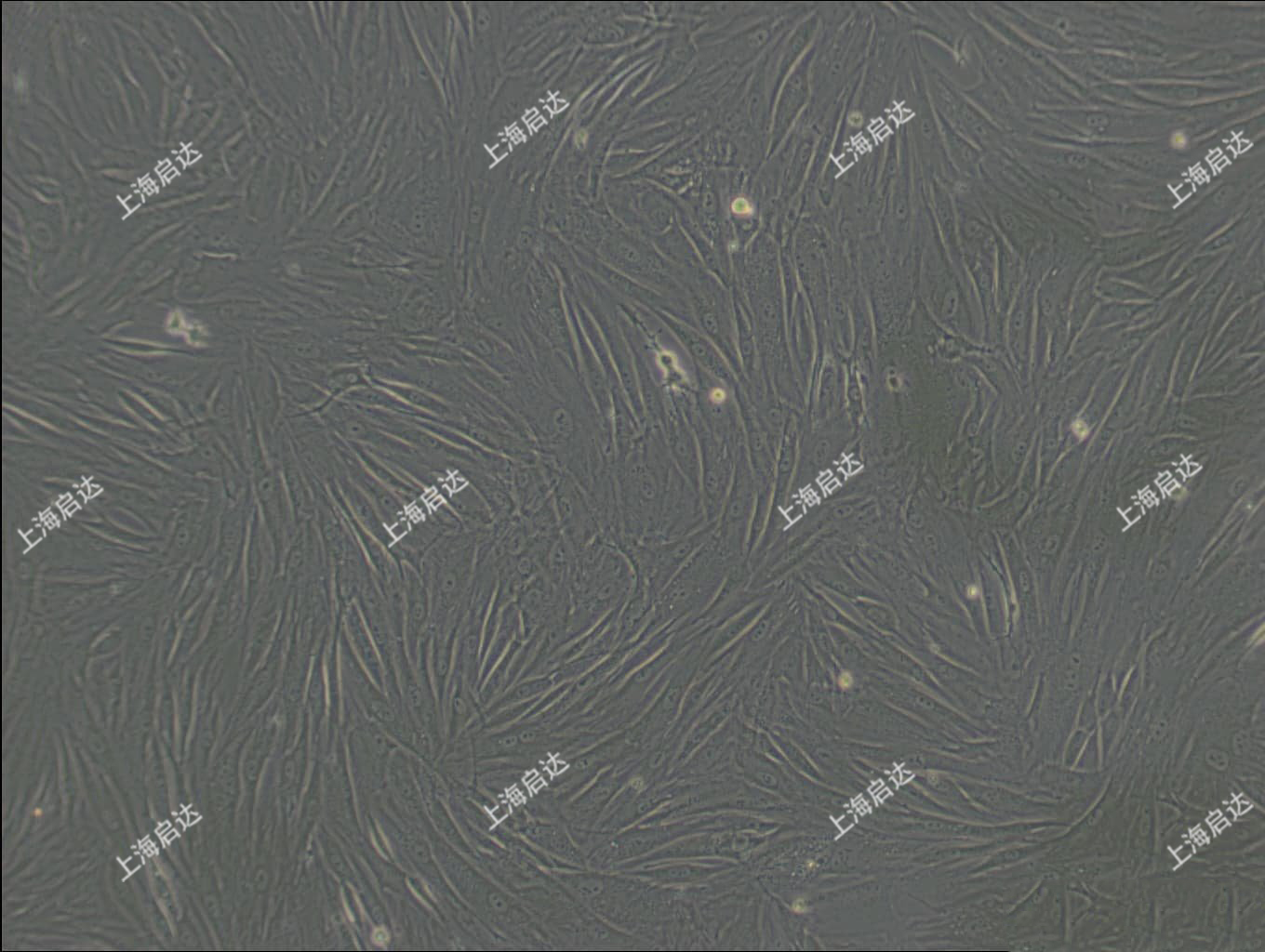 CCC-SMC-1兔主动脉平滑肌细胞