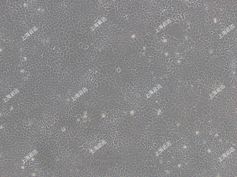 BNL CL.2小鼠胚胎肝细胞