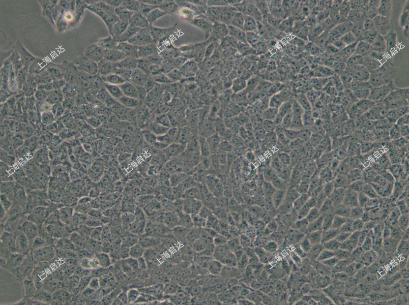 TM3小鼠睾丸间质细胞