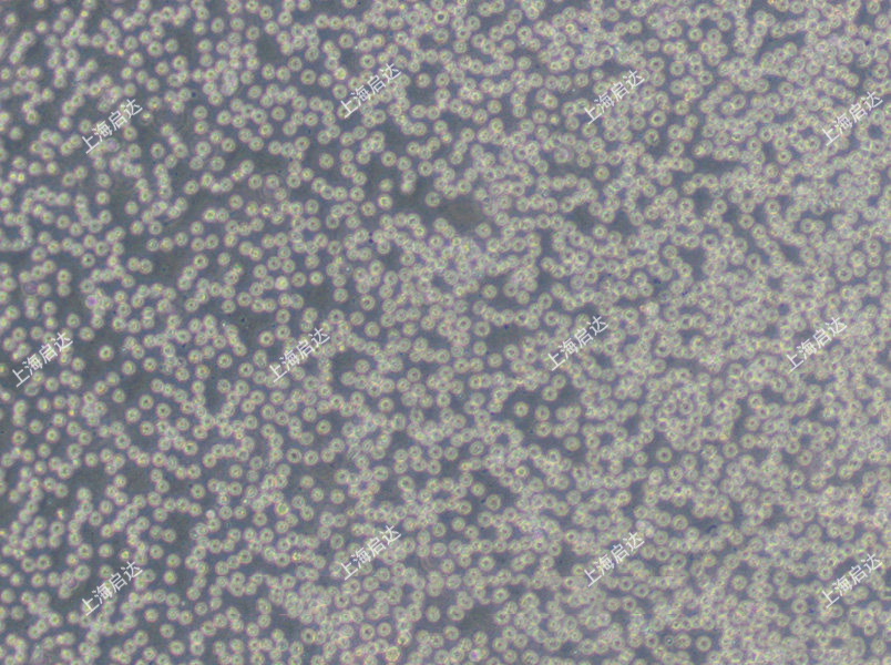 HL-60人原髓细胞白血病细胞