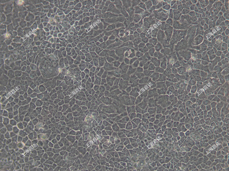 BNL CL.2小鼠胚胎肝细胞
