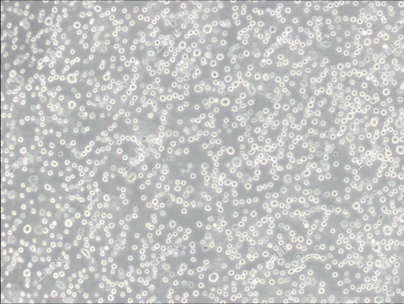 RPMI 8226[RPMI-8226]人多发性骨髓瘤外周血B淋巴细胞