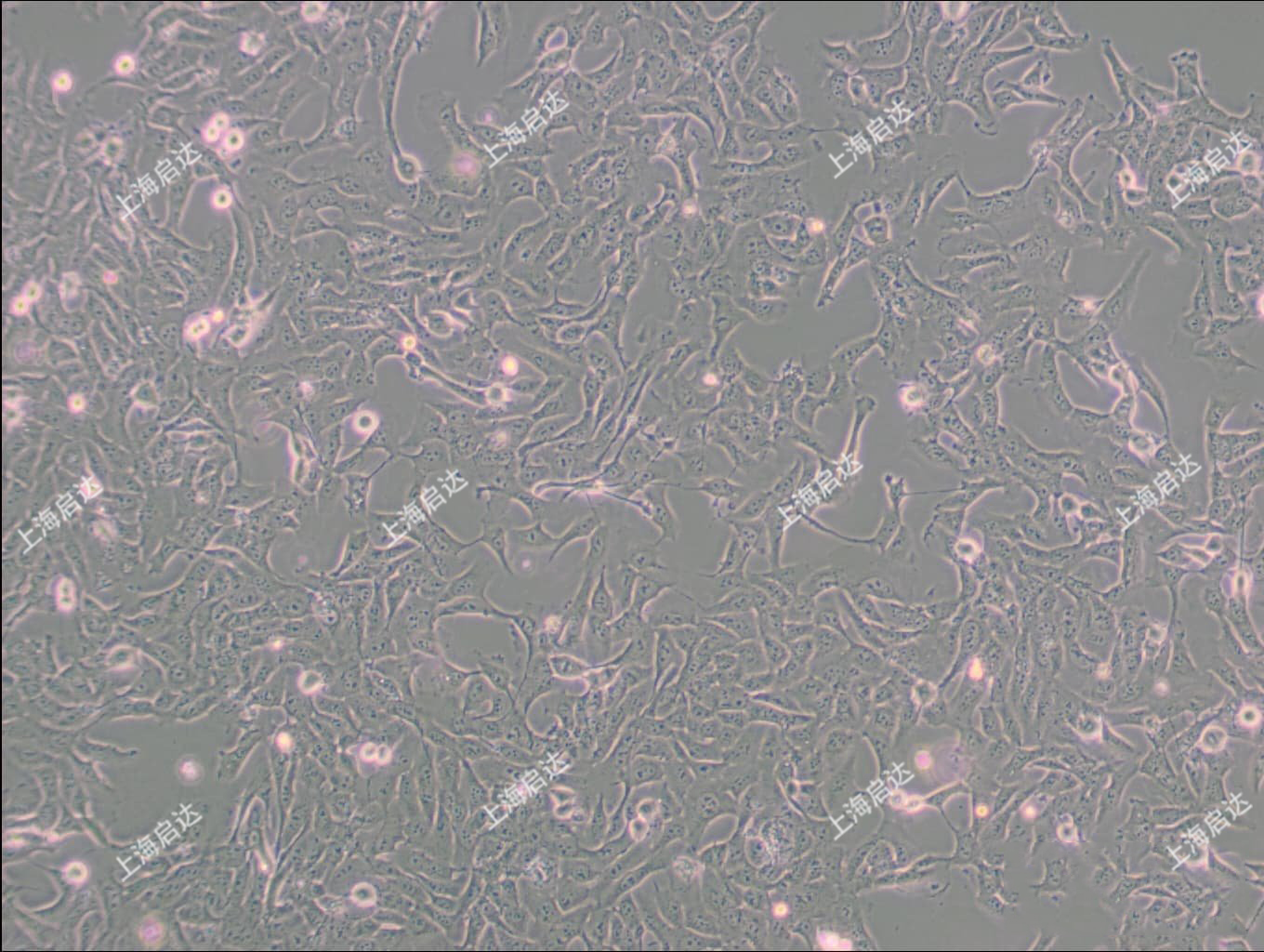 MNNG/HOS Cl #5 [R-1059-D]人骨肉瘤细胞