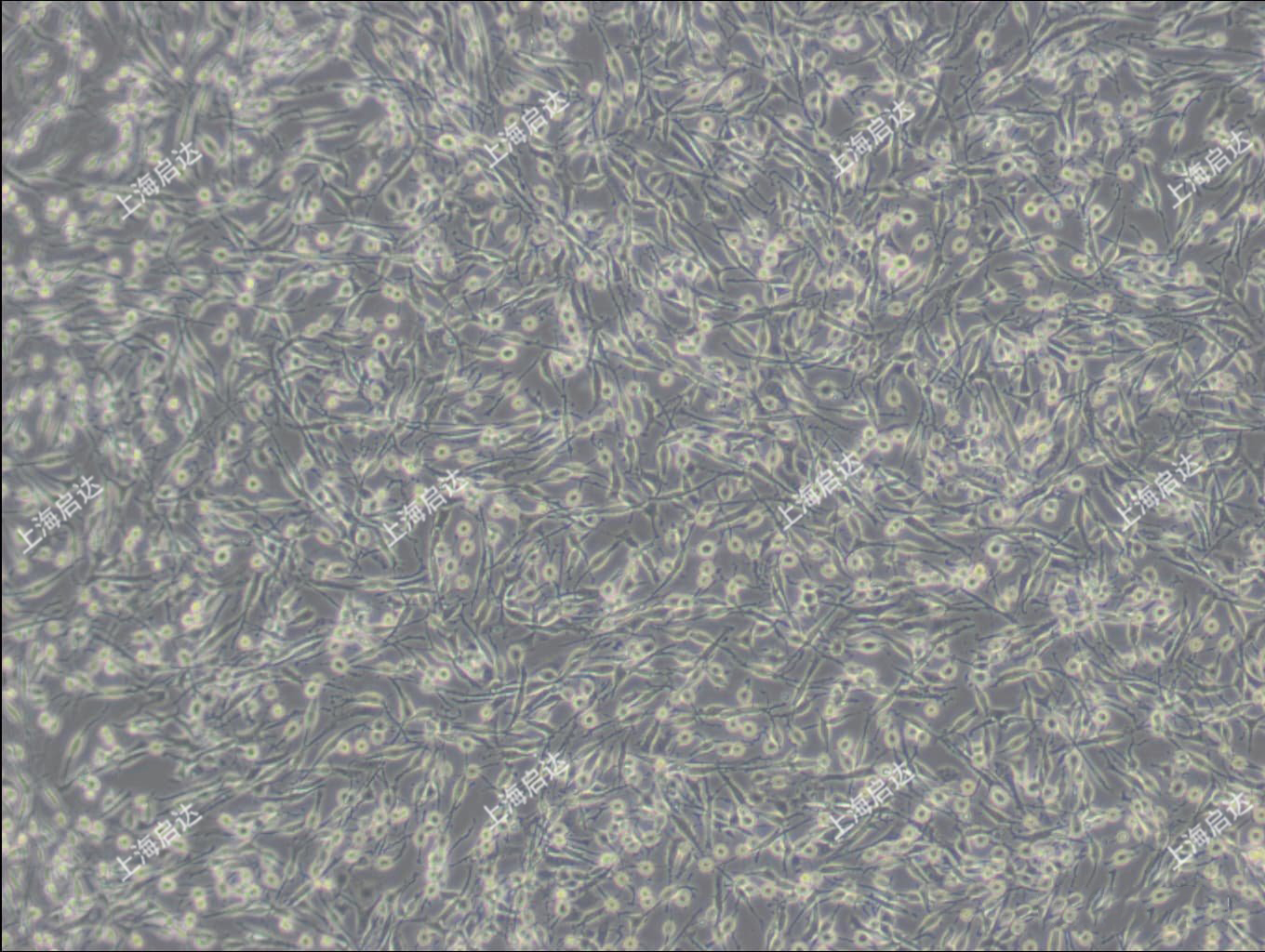 PC-12(高分化)大鼠肾上腺嗜铬细胞瘤细胞(高分化)