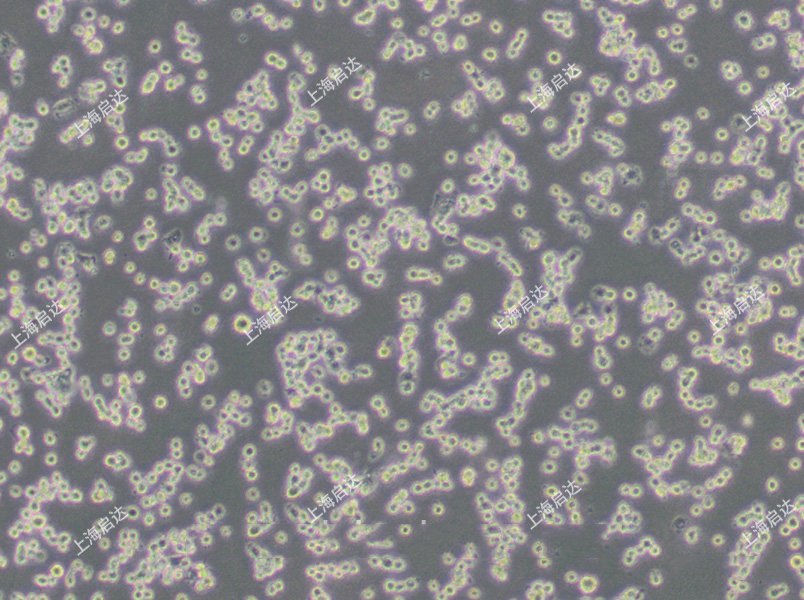 NR8383 [AgC11x3A, NR8383.1]大鼠肺泡巨噬细胞