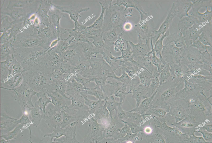 C643人甲状腺癌细胞