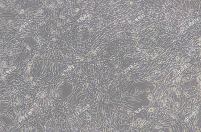 TM4小鼠睾丸Sertoli细胞