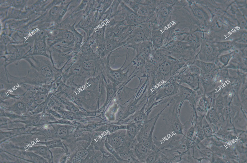 C3H/10T1/2 小鼠纤维原细胞