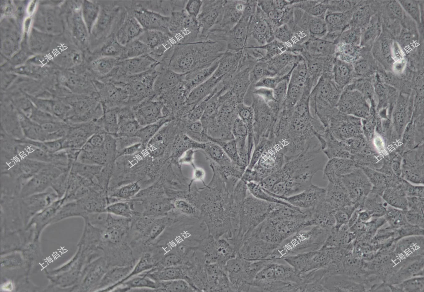 MC3T3-E1 Subclone 14小鼠颅顶前骨细胞亚克隆14