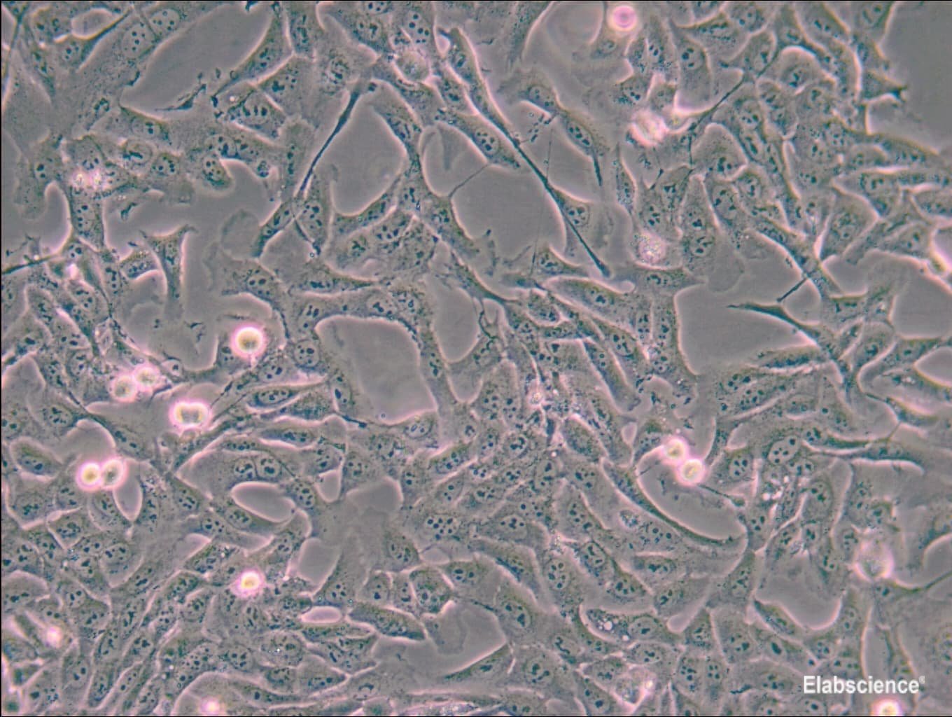 MNNG/HOS Cl #5 [R-1059-D]人骨肉瘤细胞