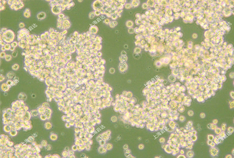 NCI-H716人结直肠腺癌细胞