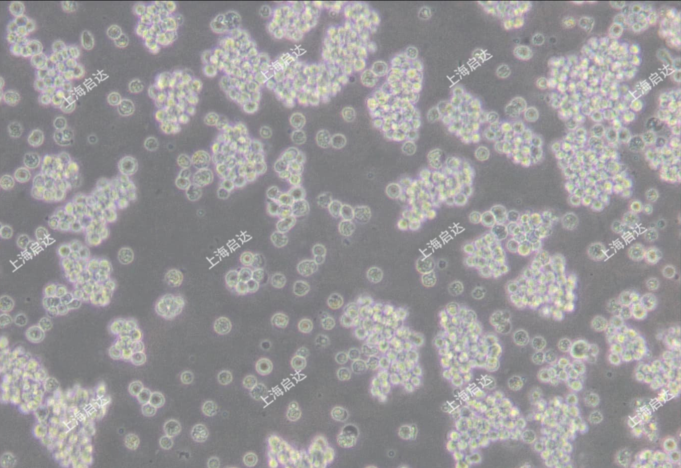 L5178Y TK+/- clone (3.7.2C)小鼠淋巴瘤细胞