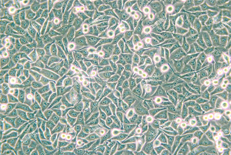 HeLa 229人宫颈癌细胞