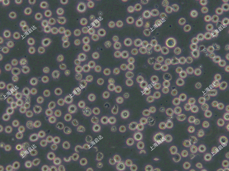 KG-1人白血病细胞