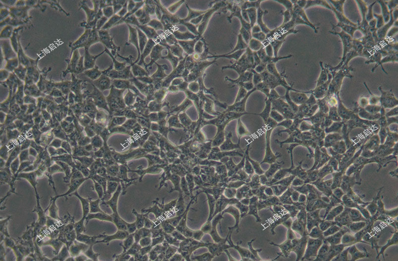 293A人胚肾细胞