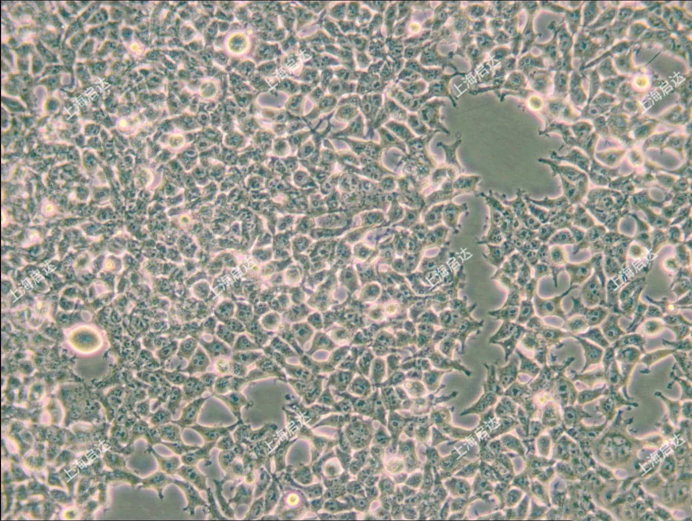 293T/17人胚肾细胞
