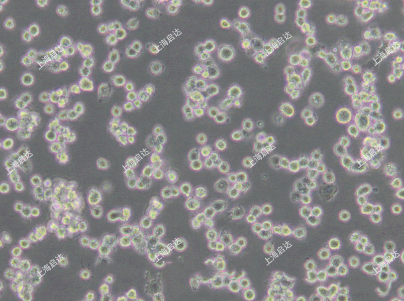 NR8383 [AgC11x3A, NR8383.1]大鼠肺泡巨噬细胞