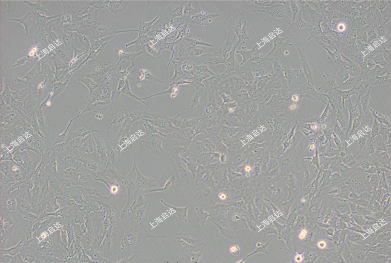 C643人甲状腺癌细胞