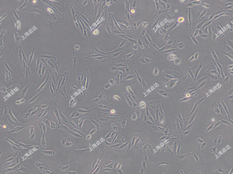 L6大鼠成肌细胞