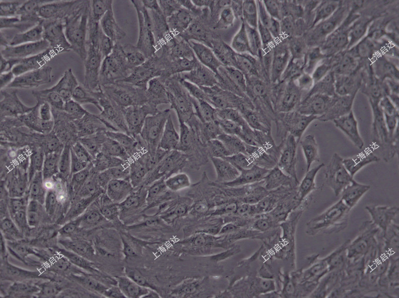 NRK大鼠肾细胞