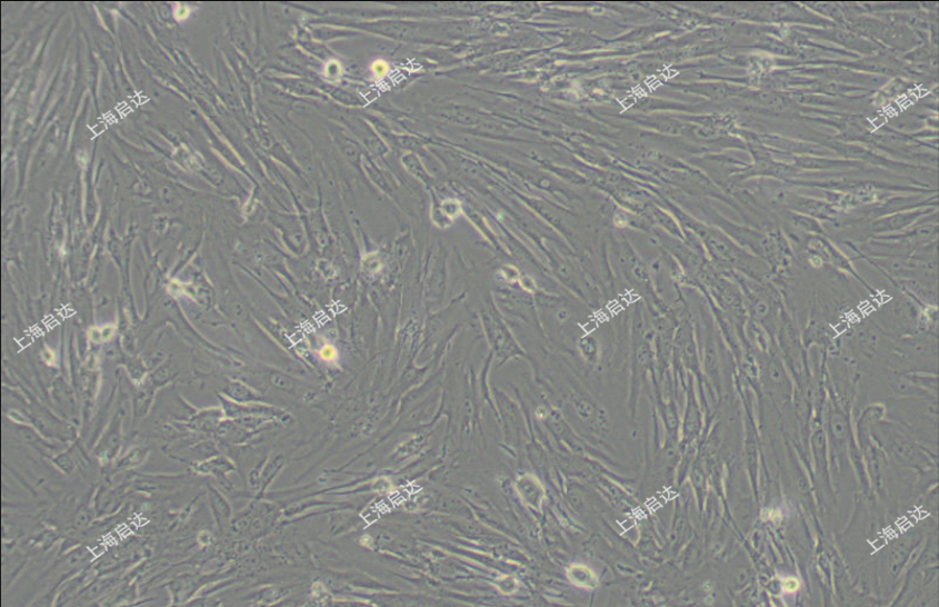 MRC-5人胚肺细胞