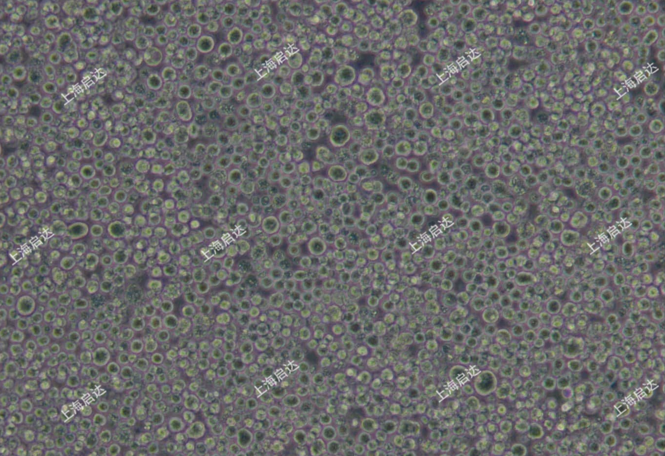 P3X63Ag8.653小鼠骨髓瘤细胞