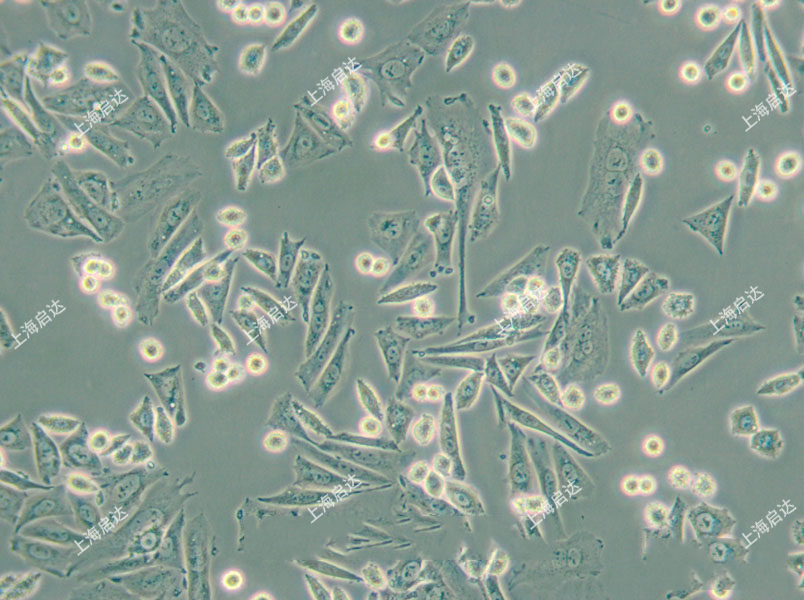 CTLA4 Ig-24中国仓鼠卵巢细胞