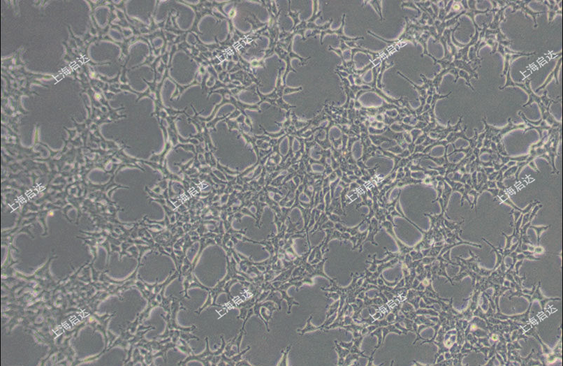 293A人胚肾细胞