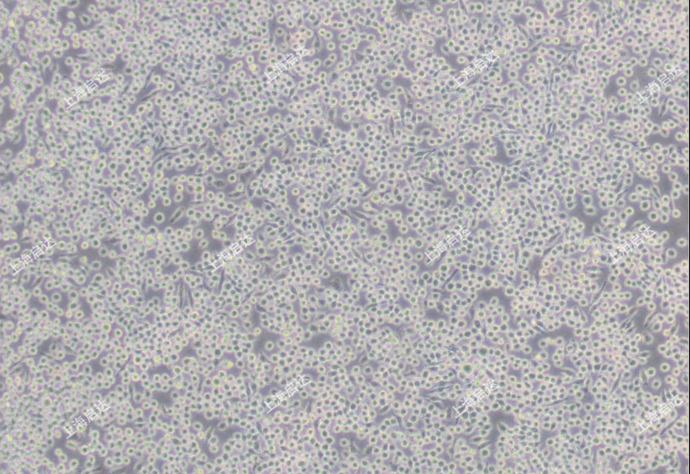 J774A.1小鼠单核巨噬细胞