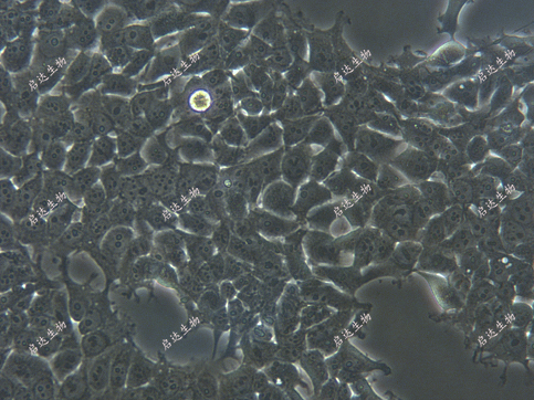 293 [HEK-293]人胚肾细胞