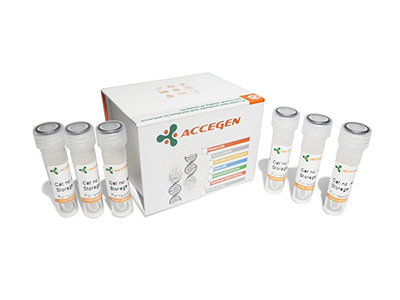 人永生化小胶质细胞(SV40细胞系)