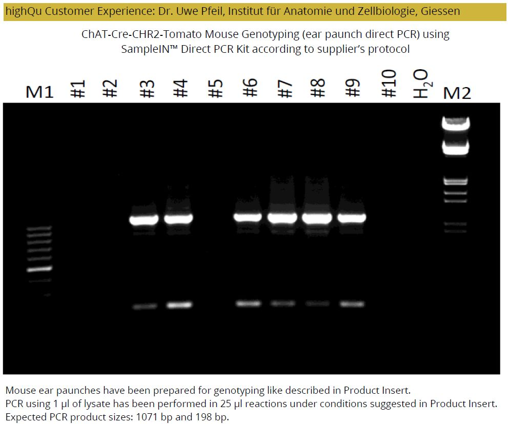 SampleIN™直接PCR试剂盒