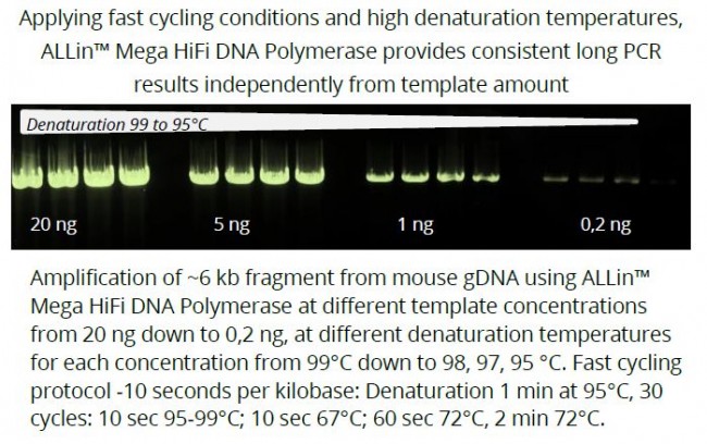 ALLin™超高保真DNA 聚合酶