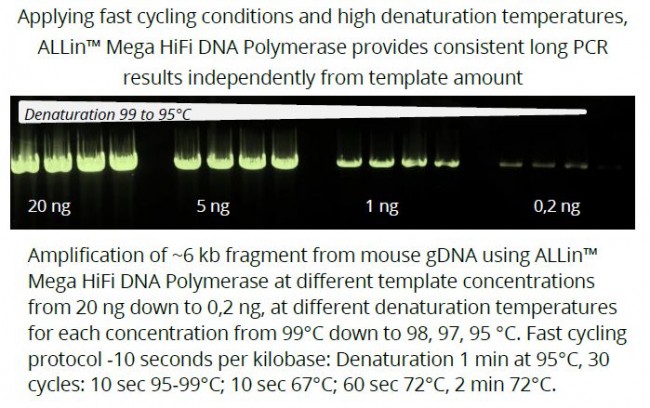 ALLin™超高保真DNA 聚合酶