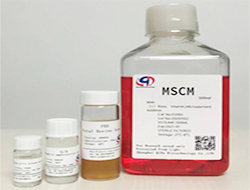 间充质干细胞培养基（MSCM）