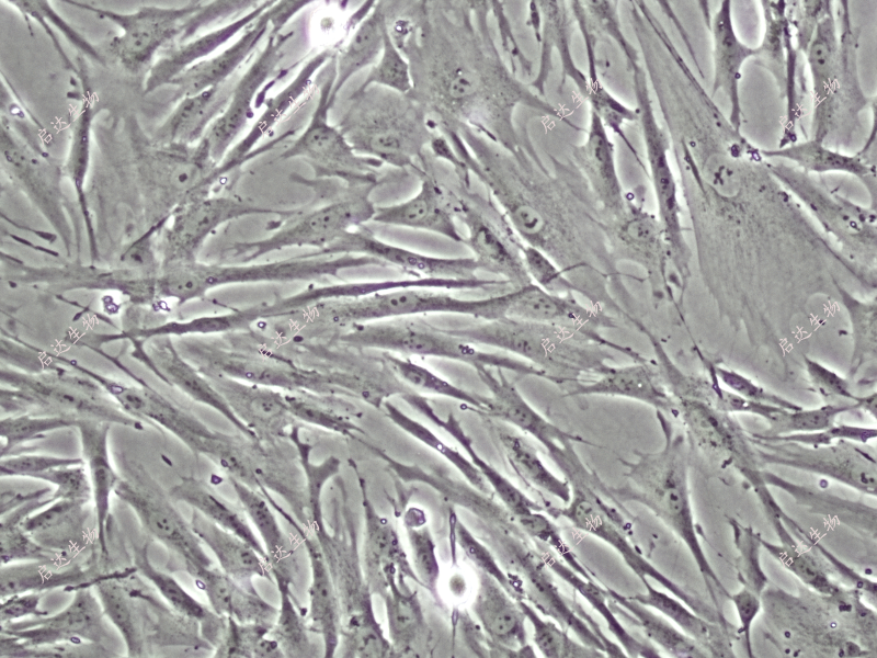 HFF-1皮肤成纤维细胞