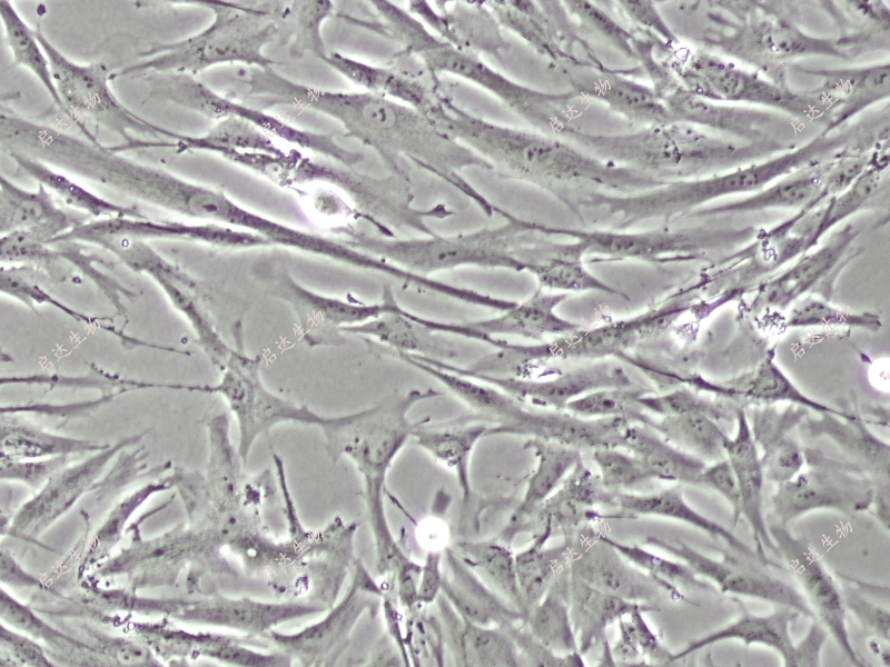 HFF-1皮肤成纤维细胞