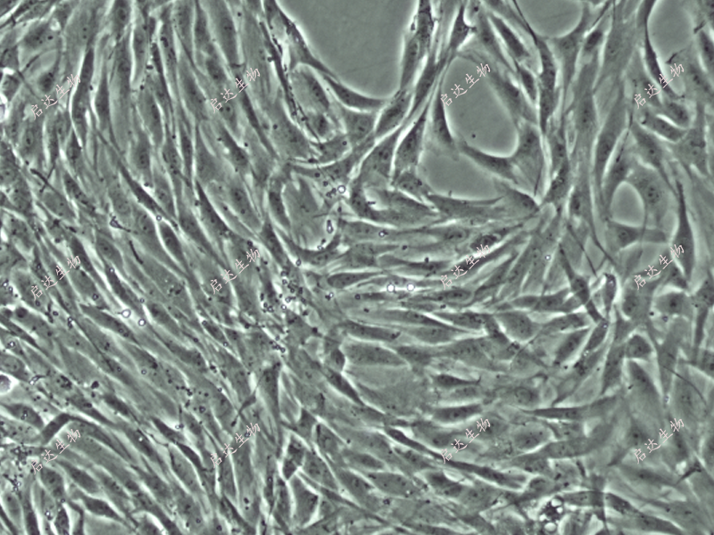 Wistar大鼠骨髓MSC细胞Wistar大鼠骨髓间充质干细胞
