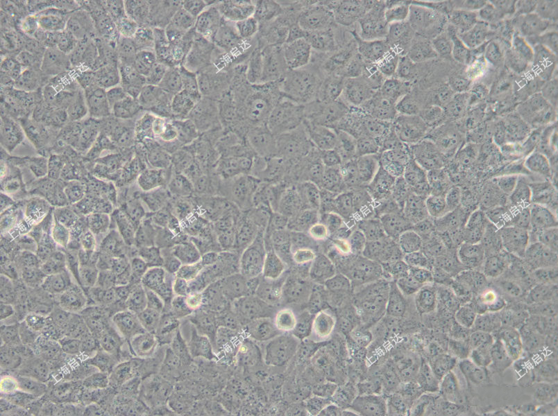 T24/DDP 人膀胱癌耐药细胞