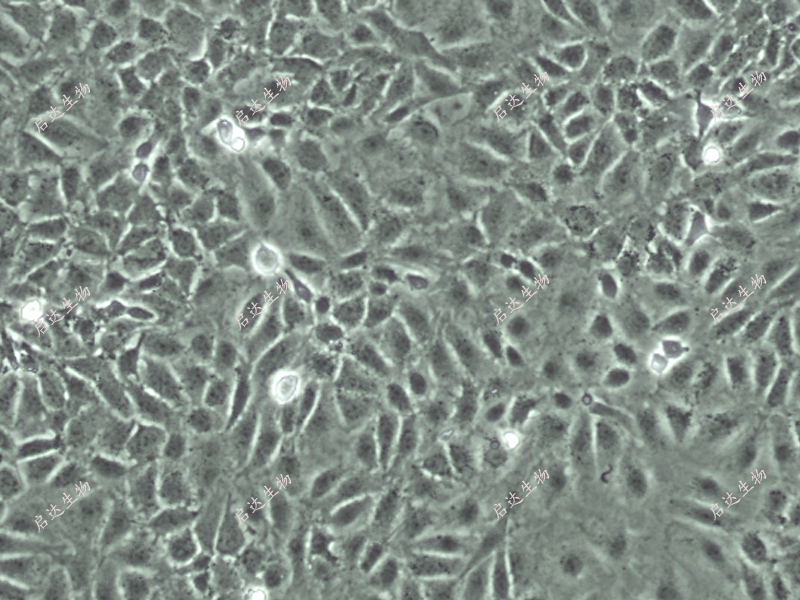 IEC-6(ATCC)大鼠小肠隐窝上皮细胞