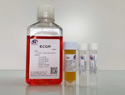 ECGM内皮细胞培养基试用