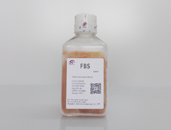 胎牛血清FBS(优选特级）
