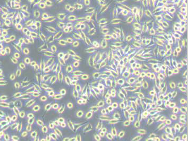 A9小鼠皮下结缔组织细胞