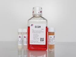 ECGM内皮细胞培养基