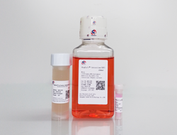 OrgCult™-Intestine(XF)肠类器官培养基