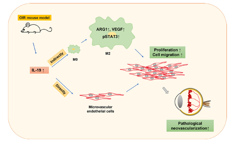 国际著名眼科杂志IOVS：白细胞介素-19促进视网膜新生血管形成氧诱导视网膜病变小鼠模型（ECGM培养基参考文献之一）